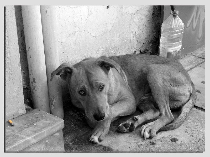 Sad dog