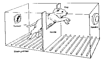 Dog shuttle box - learned helplessness